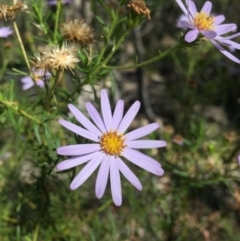 Olearia tenuifolia (Narrow-leaved Daisybush) at Paddys River, ACT - 17 Jan 2021 by WalterEgo