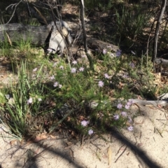 Olearia tenuifolia at Paddys River, ACT - 17 Jan 2021 10:36 AM