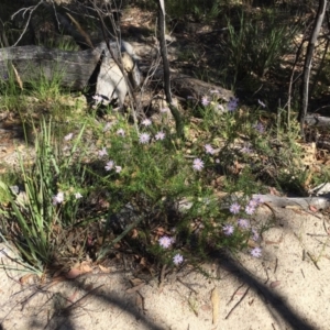 Olearia tenuifolia at Paddys River, ACT - 17 Jan 2021 10:36 AM