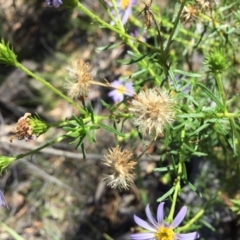 Olearia tenuifolia at Paddys River, ACT - 17 Jan 2021