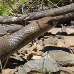 Pseudonaja textilis (Eastern Brown Snake) at Cotter River, ACT - 17 Jan 2021 by jmcleod