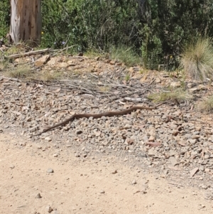 Pseudonaja textilis at Cotter River, ACT - 17 Jan 2021