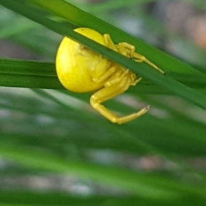 Thomisus spectabilis at Griffith, ACT - 17 Jan 2021