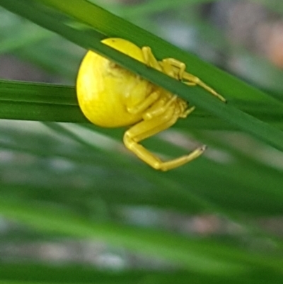 Thomisus spectabilis (Spectacular Crab Spider) at Griffith, ACT - 17 Jan 2021 by SRoss