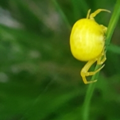 Thomisus spectabilis at Griffith, ACT - 17 Jan 2021