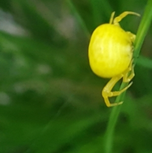 Thomisus spectabilis at Griffith, ACT - 17 Jan 2021