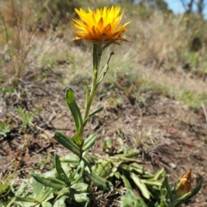 Xerochrysum subundulatum at Cotter River, ACT - 17 Jan 2021 10:19 AM