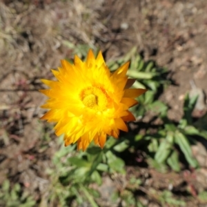 Xerochrysum subundulatum at Cotter River, ACT - 17 Jan 2021