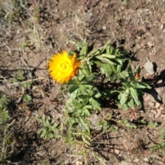 Xerochrysum subundulatum at Cotter River, ACT - 17 Jan 2021