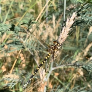 Synthemis eustalacta at Murrumbateman, NSW - 17 Jan 2021