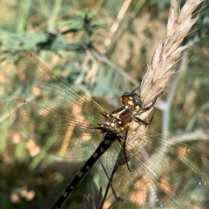 Synthemis eustalacta at Murrumbateman, NSW - 17 Jan 2021