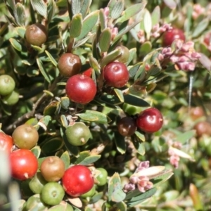 Acrothamnus hookeri at Cotter River, ACT - 17 Jan 2021