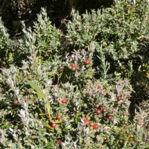 Acrothamnus hookeri at Cotter River, ACT - 17 Jan 2021 11:20 AM