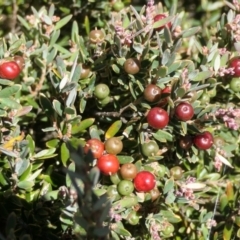 Acrothamnus hookeri at Cotter River, ACT - 17 Jan 2021 11:20 AM