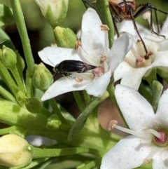 Mordellidae (family) (Unidentified pintail or tumbling flower beetle) at Murrumbateman, NSW - 17 Jan 2021 by SimoneC