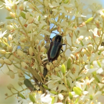 Selagis caloptera (Caloptera jewel beetle) at Red Hill, ACT - 10 Jan 2021 by JackyF