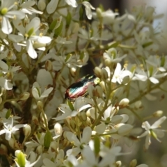 Selagis caloptera at Red Hill, ACT - 10 Jan 2021