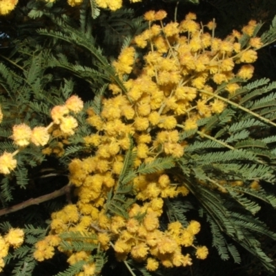 Acacia leucoclada (Northern Silver Wattle) at Jones Creek, NSW - 23 Sep 2005 by abread111