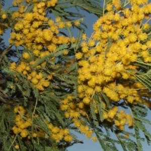 Acacia leucoclada at Jones Creek, NSW - 23 Sep 2005