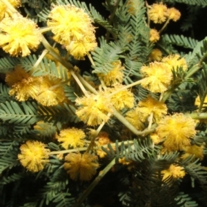 Acacia leucoclada at Jones Creek, NSW - 23 Sep 2005