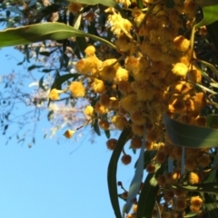 Acacia pycnantha (Golden Wattle) at Jones Creek, NSW - 6 Sep 2005 by abread111