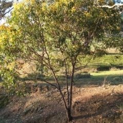 Acacia pycnantha at Jones Creek, NSW - 6 Sep 2005 05:57 PM