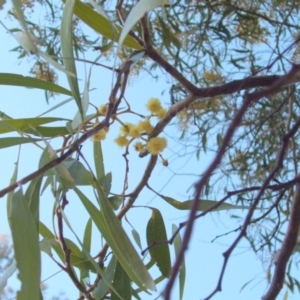 Acacia pycnantha at Jones Creek, NSW - 6 Sep 2005 05:57 PM