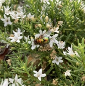 Rutilia (Chrysorutilia) sp. (genus & subgenus) at Wamboin, NSW - suppressed