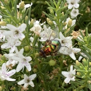 Rutilia (Chrysorutilia) sp. (genus & subgenus) at Wamboin, NSW - suppressed