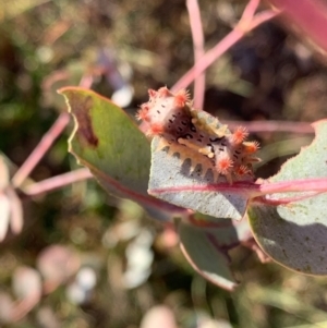 Doratifera vulnerans at Murrumbateman, NSW - 17 Jan 2021