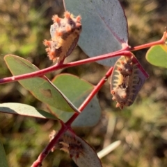 Doratifera vulnerans at Murrumbateman, NSW - 17 Jan 2021