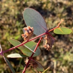 Doratifera vulnerans at Murrumbateman, NSW - 17 Jan 2021 07:19 PM