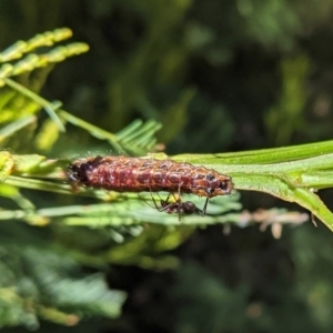 Jalmenus ictinus at Deakin, ACT - 17 Jan 2021