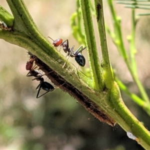 Jalmenus ictinus at Deakin, ACT - 17 Jan 2021 12:16 PM