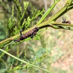 Jalmenus ictinus at Deakin, ACT - 17 Jan 2021 12:16 PM