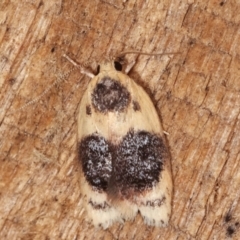 Garrha ocellifera (A concealer moth) at Melba, ACT - 3 Jan 2021 by kasiaaus
