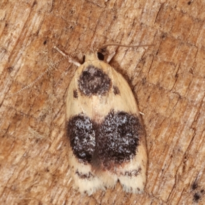 Garrha ocellifera (A concealer moth) at Melba, ACT - 3 Jan 2021 by kasiaaus