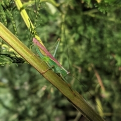 Conocephalomima barameda (False Meadow Katydid, Barameda) at Deakin, ACT - 17 Jan 2021 by JackyF