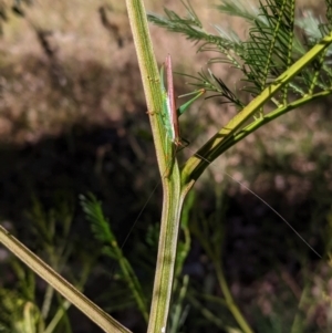 Conocephalomima barameda at Deakin, ACT - 17 Jan 2021