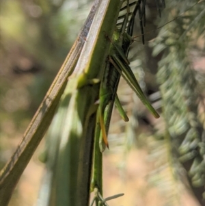 Conocephalomima barameda at Deakin, ACT - 17 Jan 2021