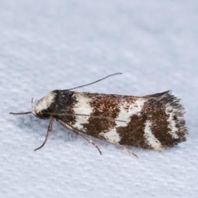 Isomoralla eriscota (A concealer moth) at Melba, ACT - 3 Jan 2021 by kasiaaus