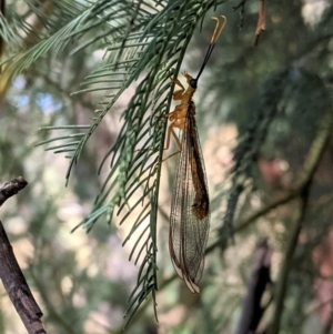 Nymphes myrmeleonoides at Deakin, ACT - 17 Jan 2021 12:16 PM