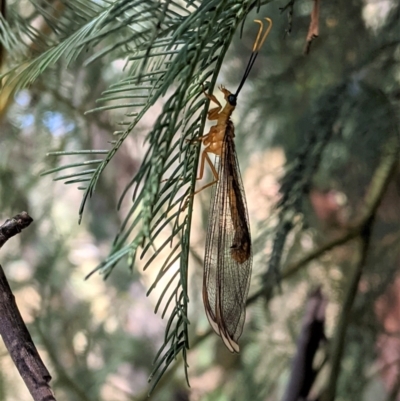 Nymphes myrmeleonoides (Blue eyes lacewing) at Deakin, ACT - 17 Jan 2021 by JackyF