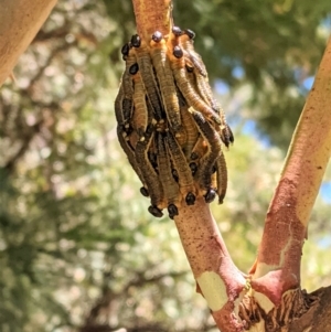 Pergidae sp. (family) at Deakin, ACT - 17 Jan 2021