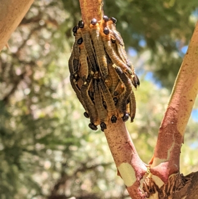 Pergidae sp. (family) (Unidentified Sawfly) at Red Hill Nature Reserve - 17 Jan 2021 by JackyF