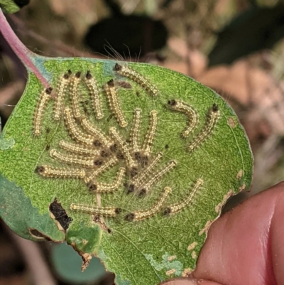 Uraba lugens (Gumleaf Skeletonizer) at Deakin, ACT - 17 Jan 2021 by JackyF