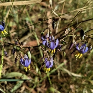 Dianella sp. aff. longifolia (Benambra) at Deakin, ACT - 17 Jan 2021 04:02 PM