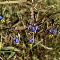 Dianella sp. aff. longifolia (Benambra) (Pale Flax Lily, Blue Flax Lily) at Red Hill Nature Reserve - 17 Jan 2021 by JackyF