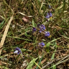 Dianella sp. aff. longifolia (Benambra) at Deakin, ACT - 17 Jan 2021