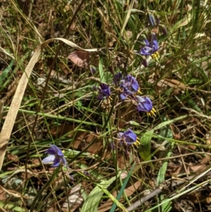 Dianella sp. aff. longifolia (Benambra) at Deakin, ACT - 17 Jan 2021 04:02 PM